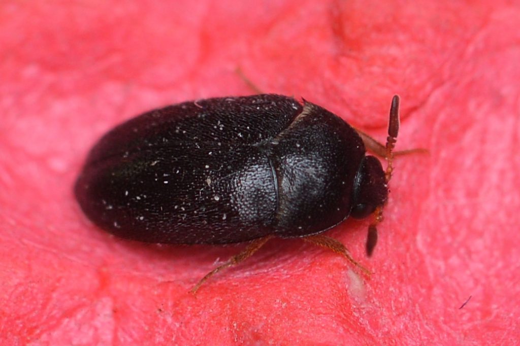 Adult black carpet beetles