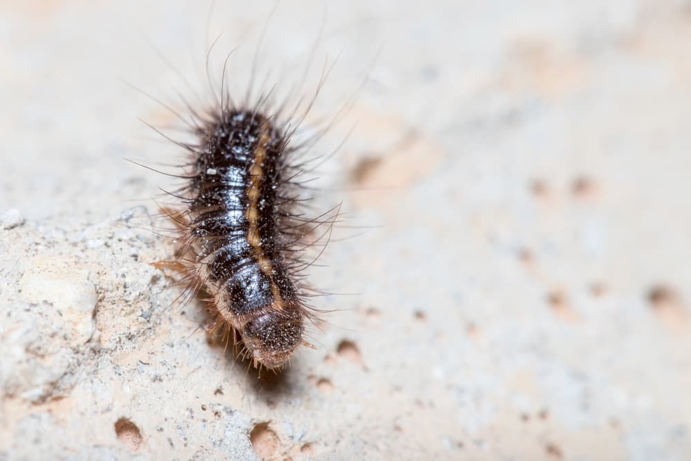 larvae of most carpet beetles