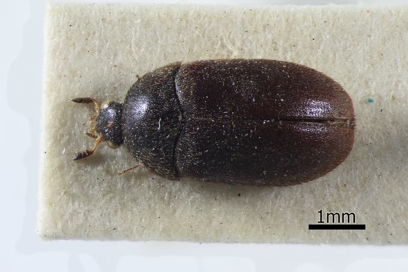 Black Carpet Beetle Size