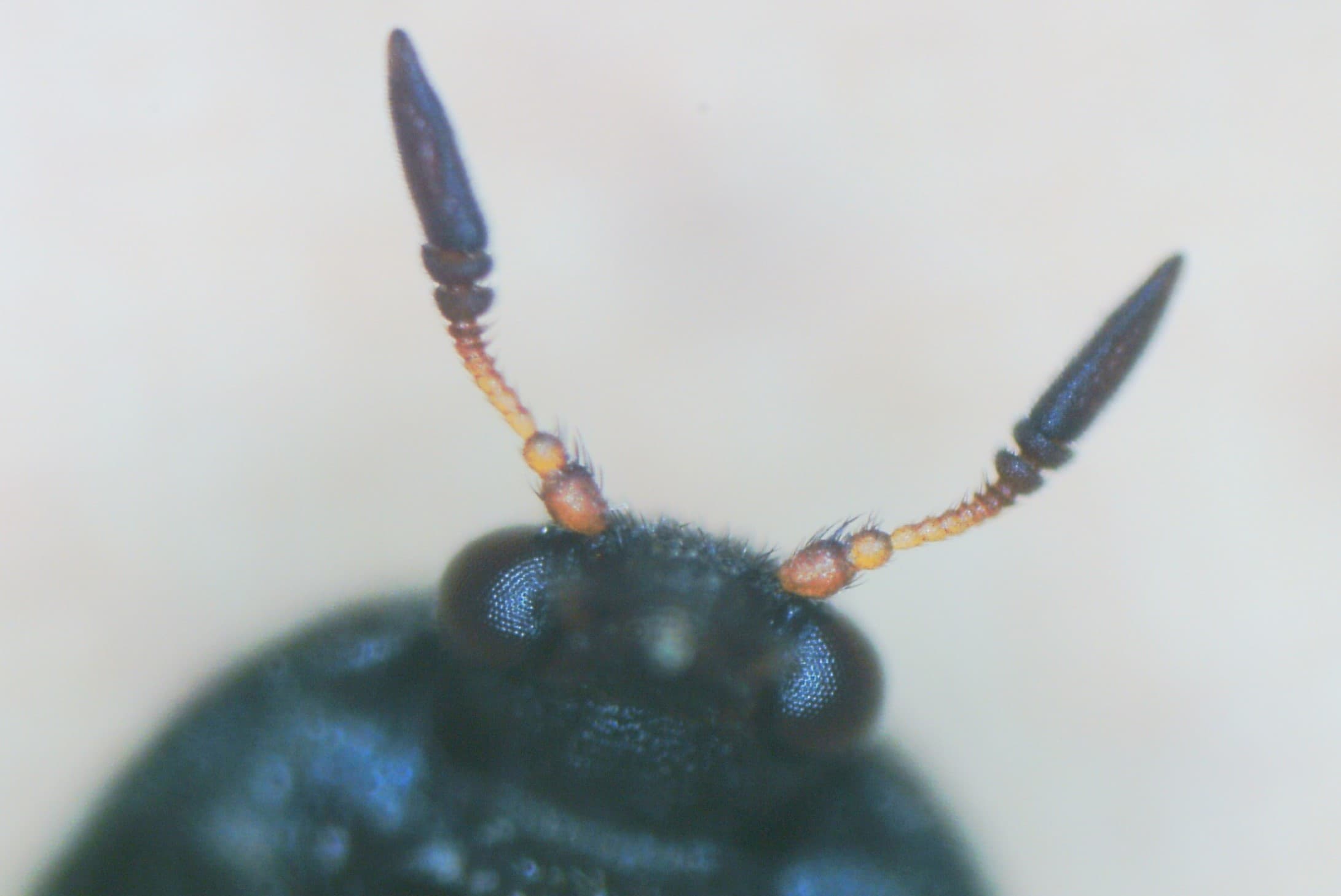 Black Carpet Beetle