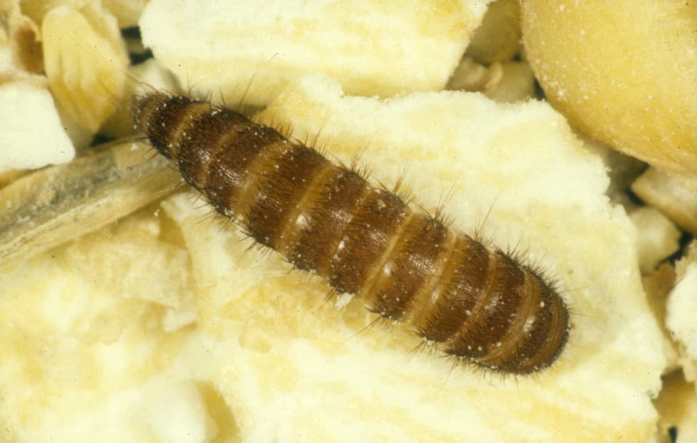 Black carpet beetle larvae