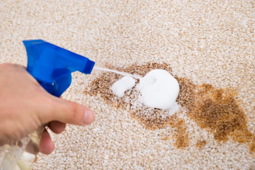 Person removing a carpet stain using ammonia