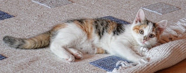 Calico cat looking at camera while lying down on a carpet