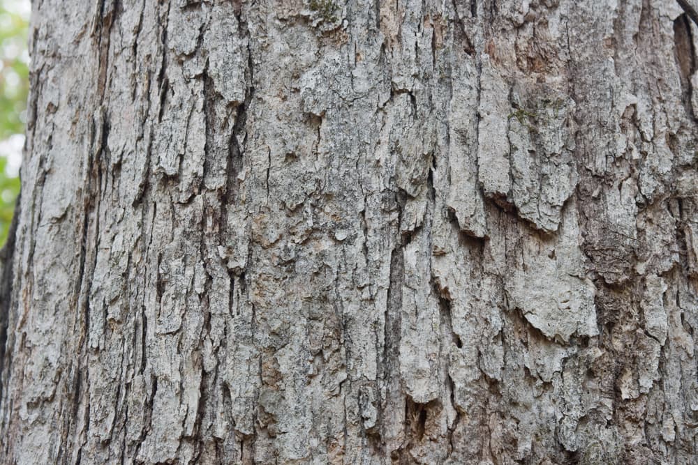 Closeup of a white oak tree bark