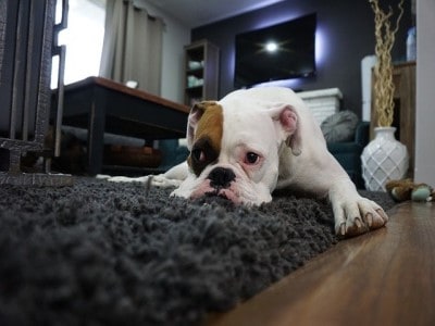 best flooring options with dogs